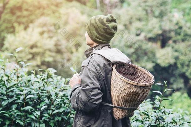 男人收割/挑选新鲜的绿色的茶水树叶在高的陆地茶水田
