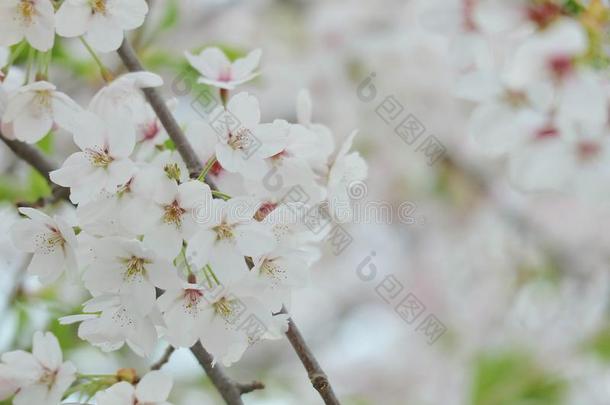 特写镜头关于樱桃花节日