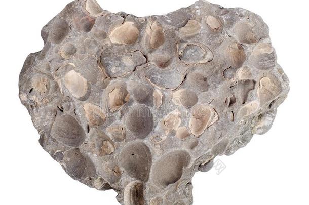 凝固和使成化石海壳家庭多纳克斯双壳类.