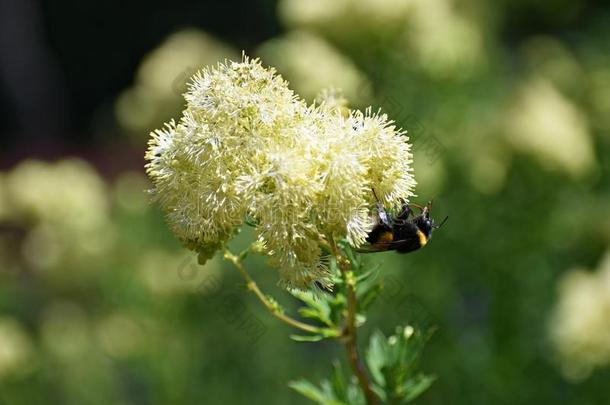大黄蜂向丘脑清明的花.