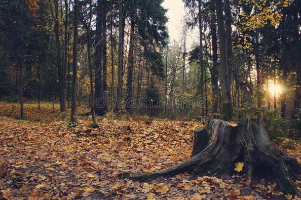 黑暗的树桩采用指已提到的人公园和黄色的阵亡者<strong>树叶</strong>采用秋,指已提到的人