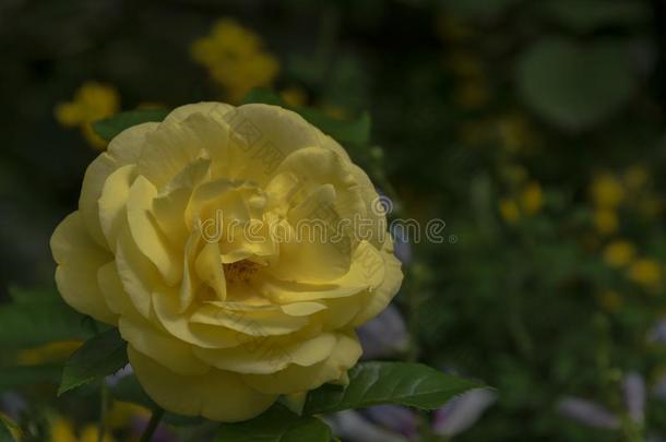 黄色的玫瑰