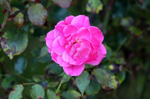 充分地敞开的盛开的黑暗的粉红色的玫瑰和分层的花瓣环绕