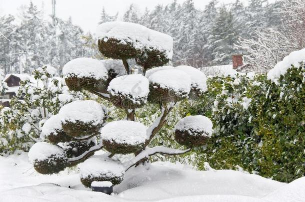 装饰的树在下面雪