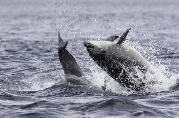 用于跳跃的攻破野生的宽吻<strong>海豚海豚</strong>宽吻<strong>海豚</strong>属坎.