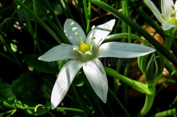 草百合花-虎眼万年青属猪苓