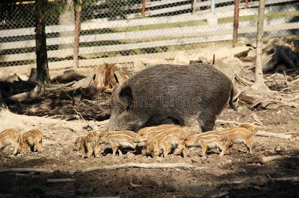 年幼的野生的公猪和他们的母亲