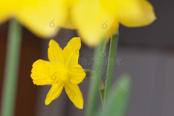 黄色的水仙花关-在上面.