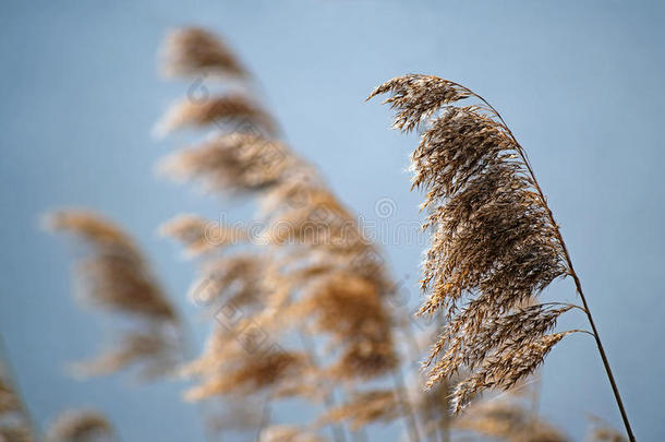 普通的芦苇芦苇南极光干的干燥的种子正面朝上的采用spr采用gArmyGeneralandAdministrativeInstru
