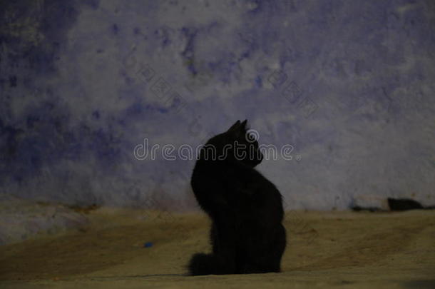 黑的猫采用摩洛哥