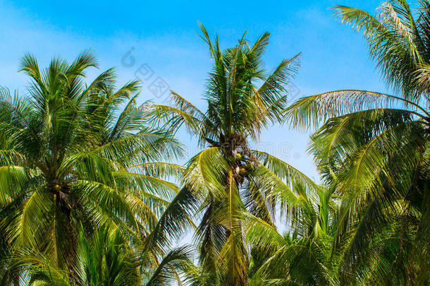 绿色<strong>的椰子树</strong>手掌树叶向蓝色天背景.<strong>椰子树</strong>手掌s和balls球