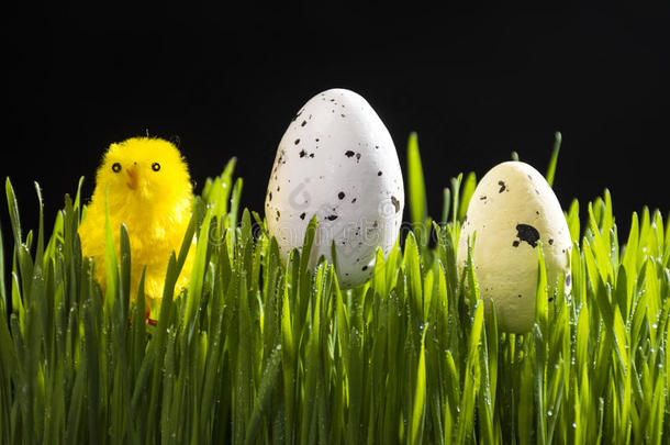 复活节鹌鹑卵和<strong>黄</strong>色的人造的<strong>小鸡</strong>
