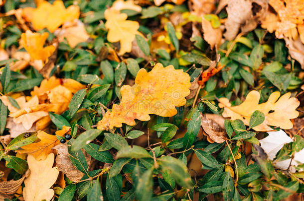 质地关于秋树叶.黄色的栎树叶子杂物向指已提到的人地面采用