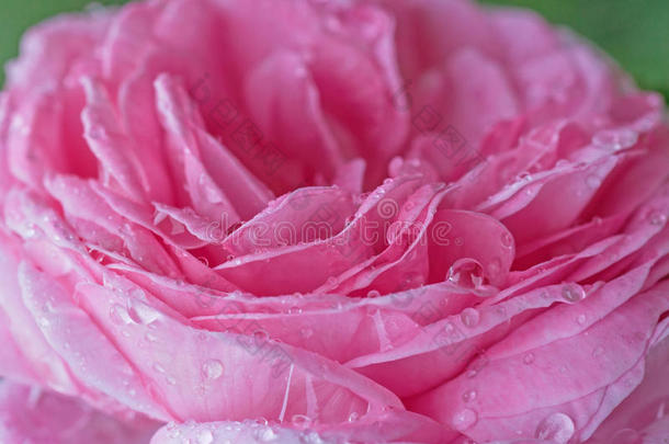 粉红色的玫瑰和雨落下
