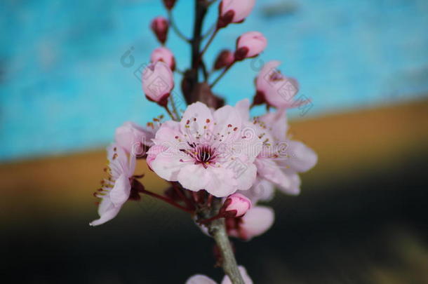 蔷薇科树铈/`帕萨迪老黑`/樱桃李子/榄仁树李子