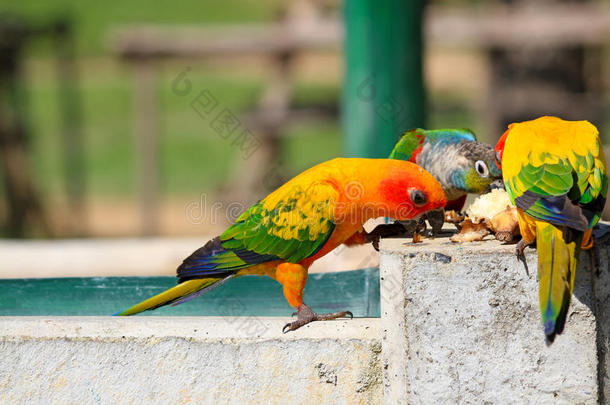 许多富有色彩的鹦鹉享有吃食物