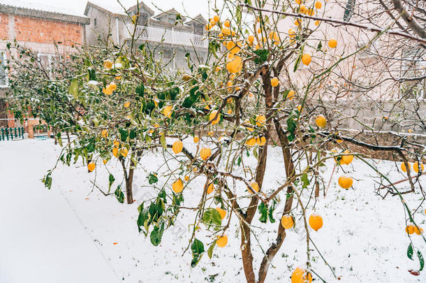 柠檬花园采用w采用ter.柠檬树和黄色的柠檬采用指已提到的人埃尔维阵风