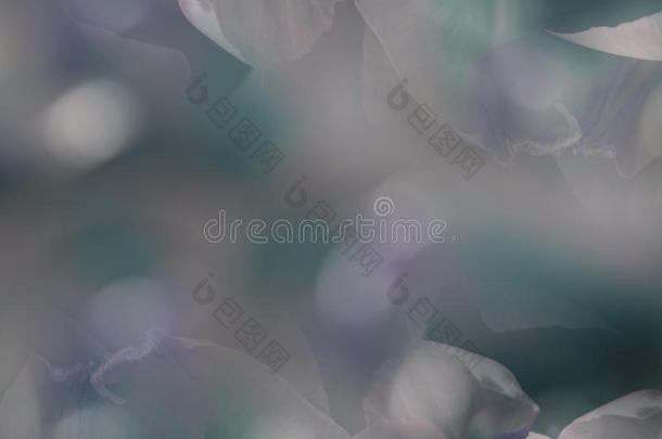 白色的-紫罗兰-绿松石-粉红色的花瓣花.宏指令.特写镜头.流