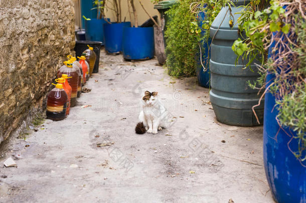 观念关于无家可归的动物-走失漂亮的猫向指已提到的人大街