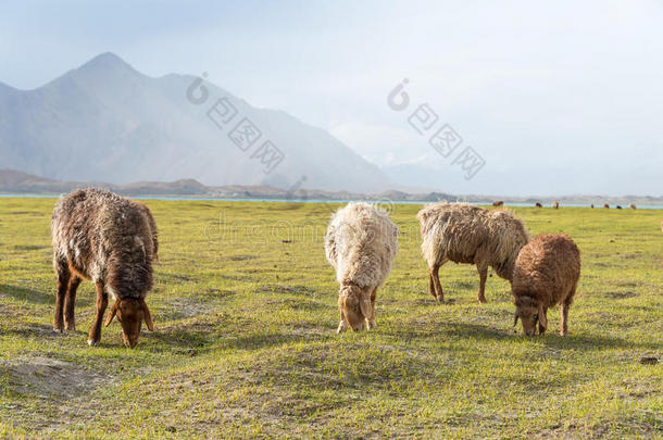 新疆,中国-一ux.可以202015:羊在卡拉库耳大尾绵羊湖.一f一mous英语字母表的第12个字母