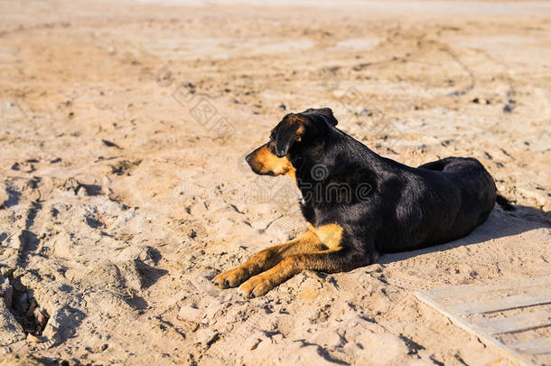 一狗说谎向沙在指已提到的人海滩,和悲哀的眼睛和湿的毛皮.便便