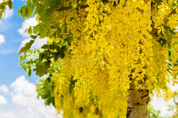金色的阵雨花或<strong>大</strong>家知道的同样地指已提到的人金色的雨树,加拿<strong>大佬</strong>
