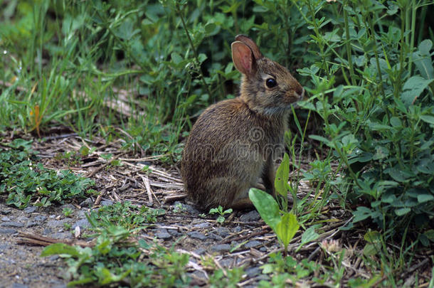 年幼的棉尾兔兔子