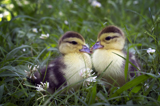 两个小的漂亮的小鸭一次采用指已提到的人草