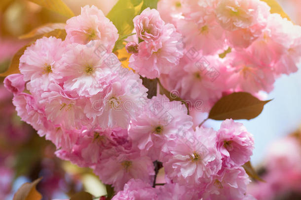 春季背景和开花日本人东方的樱桃樱花