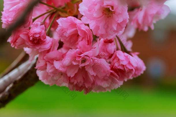 樱花.樱桃花粉红色的春季花背景.