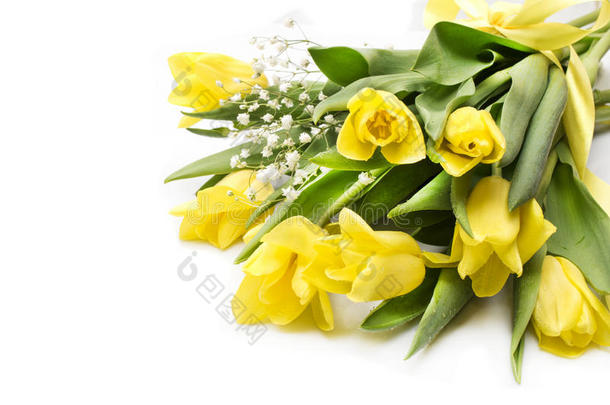 黄色的郁金香和黄色的带向米黄色