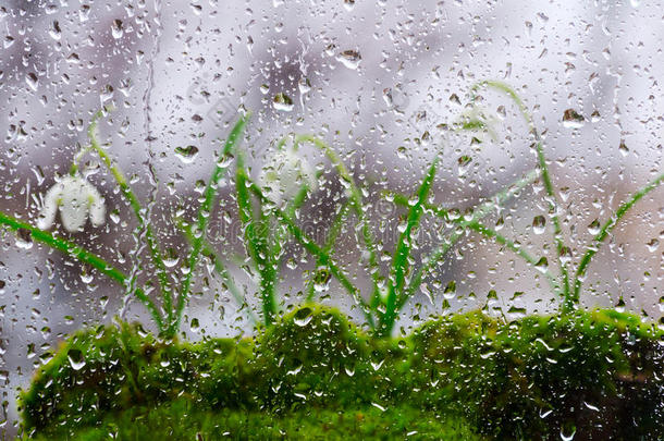 背景关于玻璃和滴关于雨,跟随在旁边雪花莲