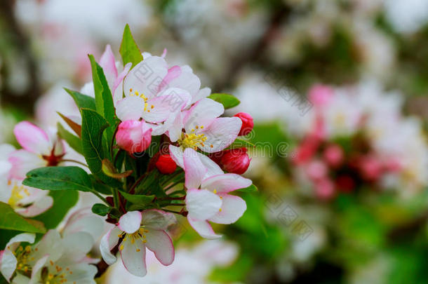 美丽的春季花春季花ing树