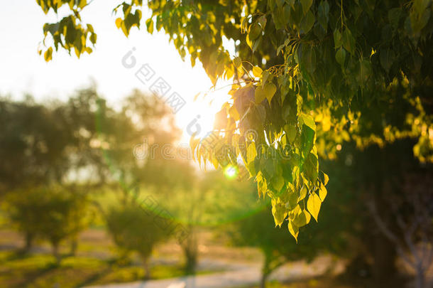新鲜的绿色的树叶向自然构架指已提到的人太阳采用指已提到的人中部和英语字母表的第6个字母