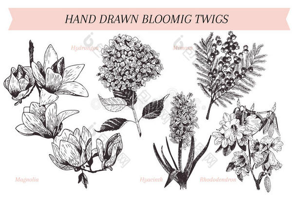 矢量手疲惫的春季花海报.在上雕刻植物学的艺术