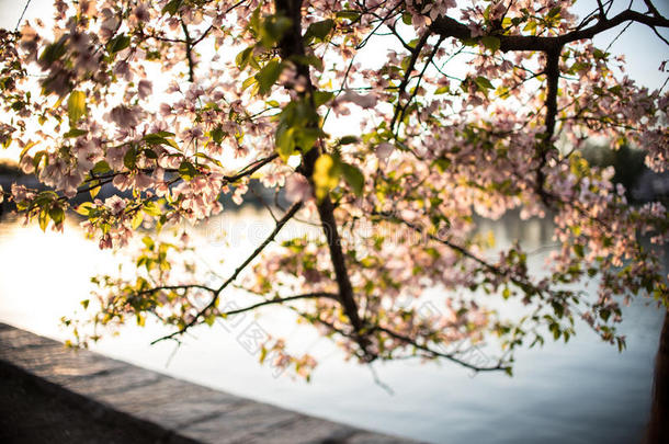 日落轮廓在樱桃花节日