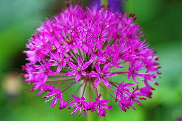 紫色的极小的花关于盛开的洋葱春季季节自然采用demand需要