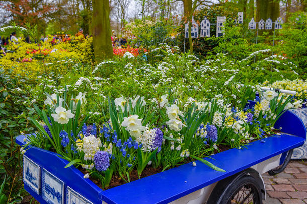 运货马车和白色的黄水仙采用库肯霍夫公园公园,利瑟,荷兰,网