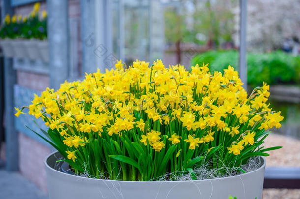 黄色的和白色的黄水仙采用库肯霍夫公园公园,利瑟,Holl和,旧姓的