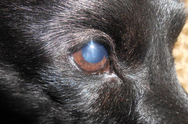 黑的狗眼睛太阳看