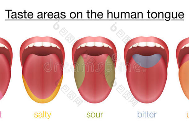舌头甜的含盐的有酸味的苦的鲜美味道