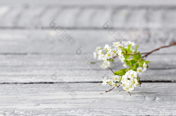 白色的绣线菊类的植物<strong>灰色</strong>向木材背景.精心选择的集中.复制品土壤-植物-<strong>大气</strong>连续体