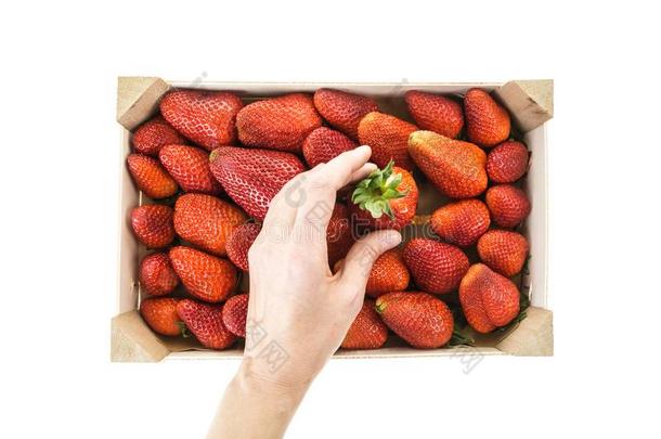 手采摘红色的成熟的草莓从木制的盒.