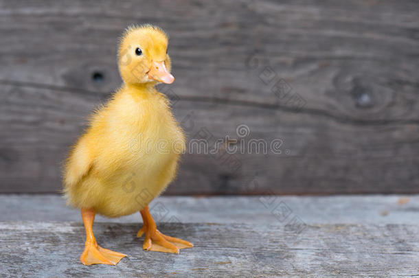 漂亮的新生的小鸭