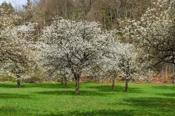 樱桃果园公园樱花树采用花spr采用g风景