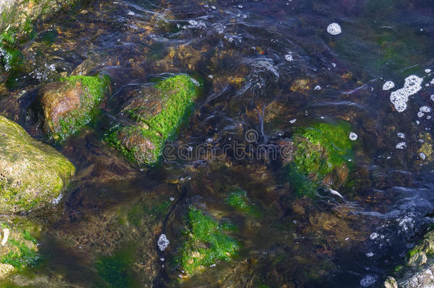 大大地岩石和<strong>绿</strong>色的海草采用指已提到的人海