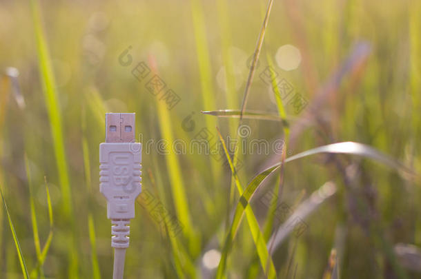 白色的unifiedS-band统一的S波段缆绳向草-绿色的科技