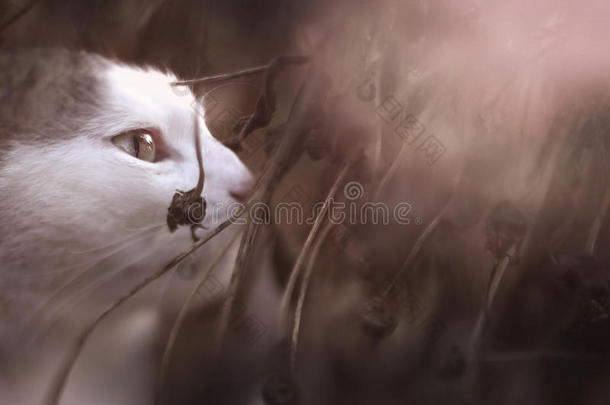 国家猫春季户外的黑的和白色的单色<strong>画肖像</strong>