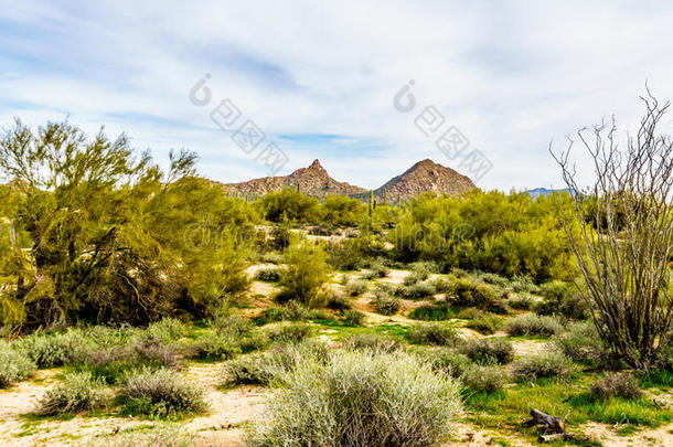 亚利桑那州沙漠风景和它的许多仙人掌的一种和别的仙人掌一