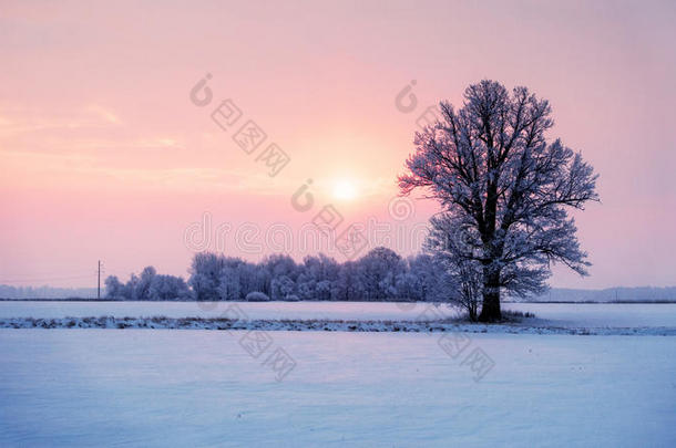 抽象的冬日出风景和一孤独的树一nd彩色的